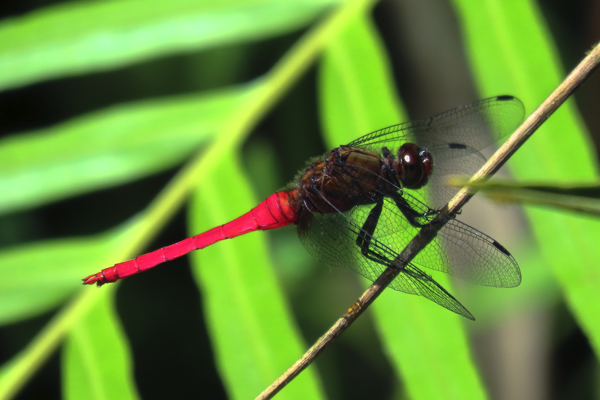 Field Visit to Sinharaja Forest Reserve