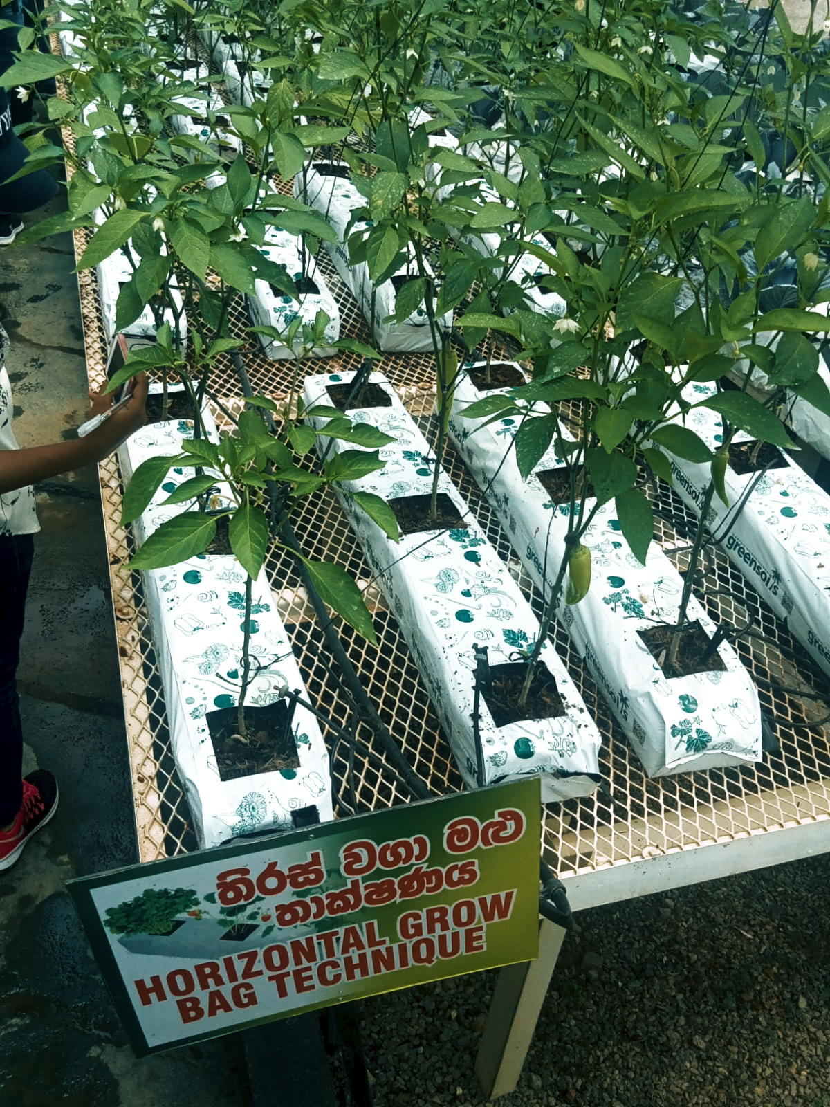 Field visit A Bindunuwewa Agriculture Inservice Institute 