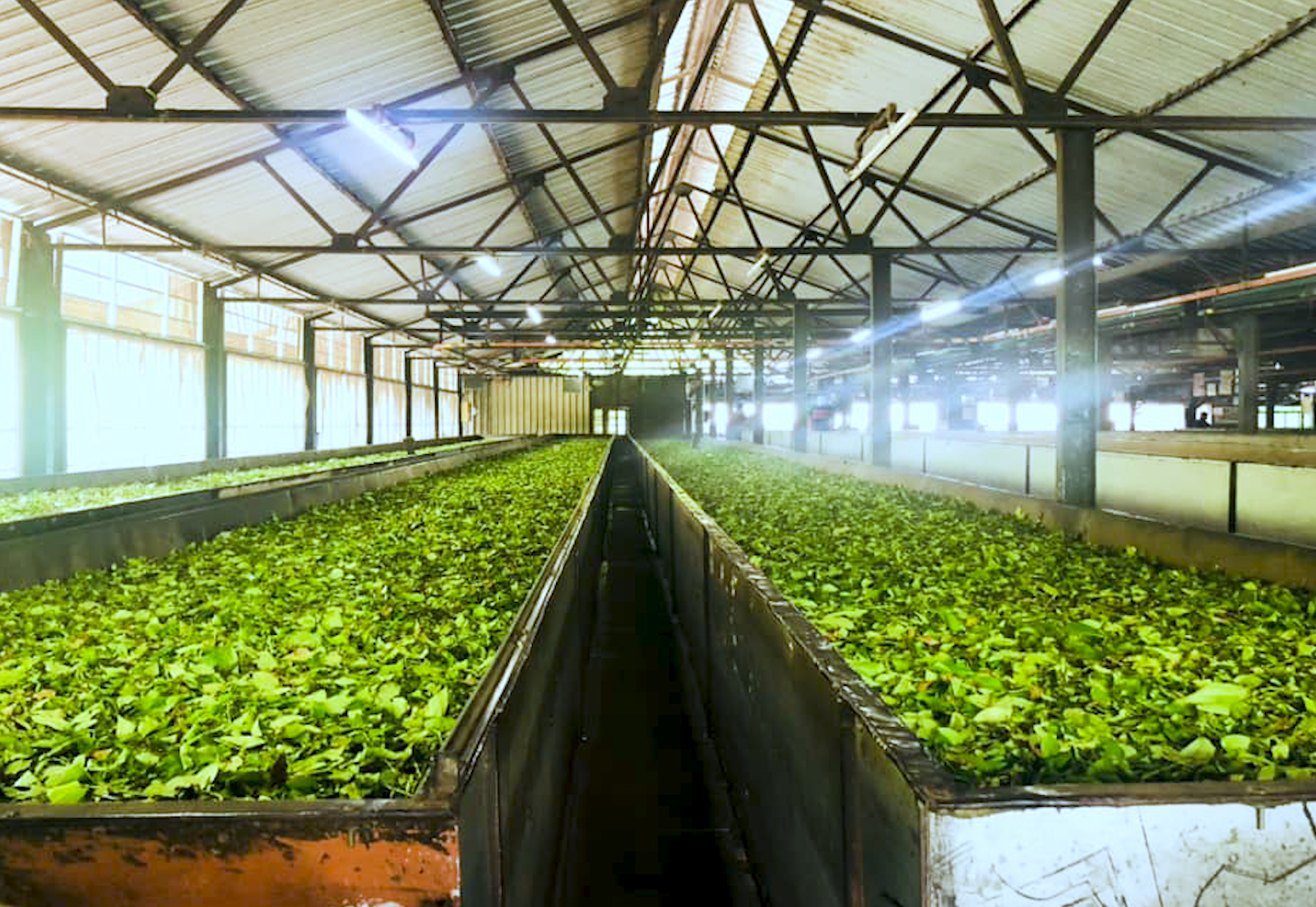 The Field Visit to the Ceciliyan Tea Factory in Kalawana