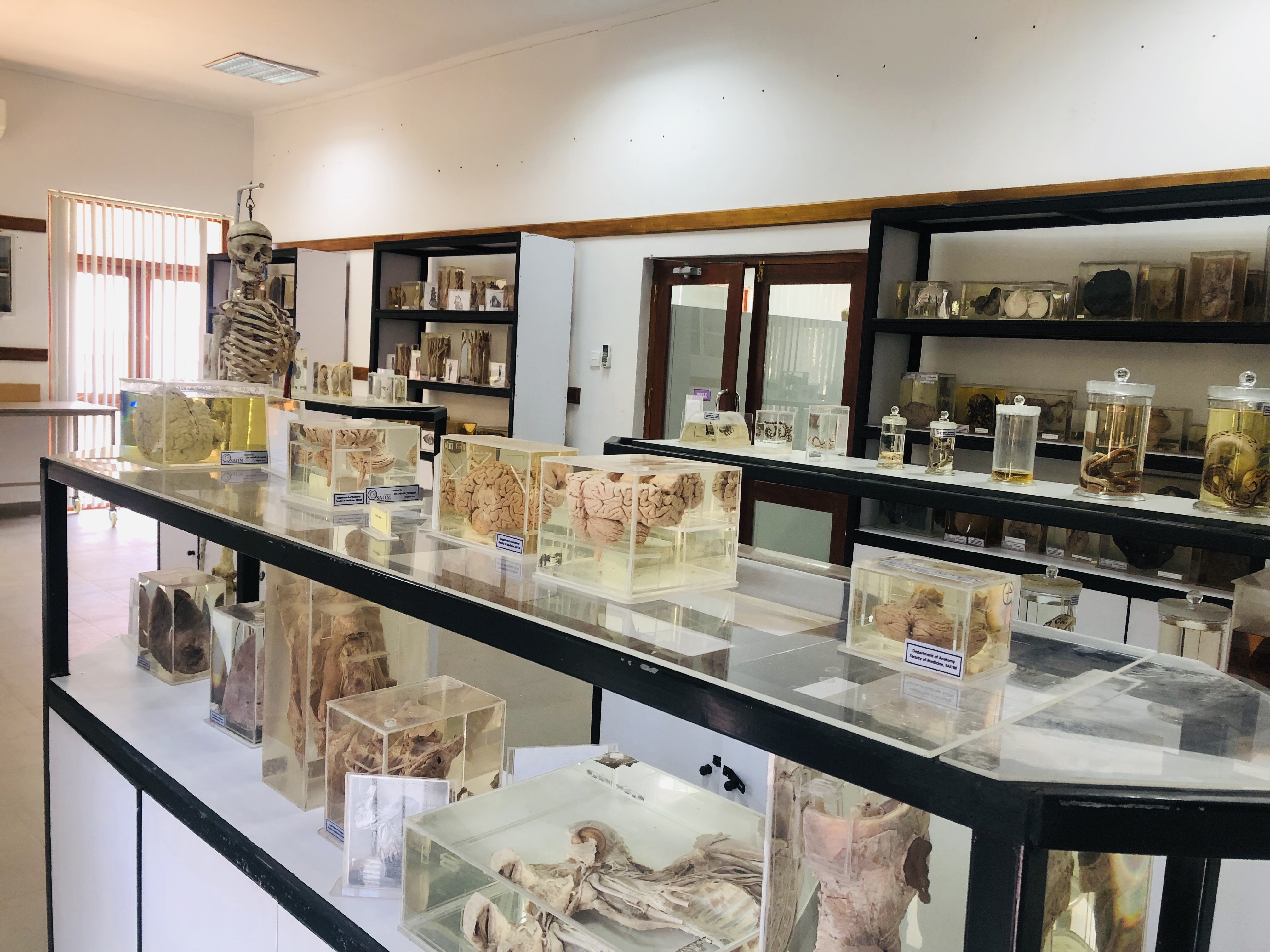 Back Department Of Anatomy And Histology vrogue.co